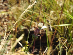 Polyommatus coridon