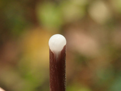 Mycena galopus