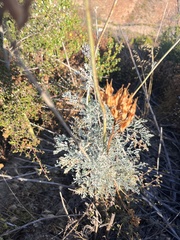 Ehrendorferia chrysantha