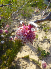 Serruria trilopha