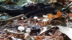 Strobilurus trullisatus