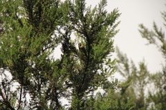 Regulus regulus teneriffae