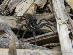 Diapontia uruguayensis