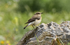 Oenanthe melanoleuca