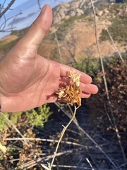 Ehrendorferia chrysantha