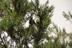 Regulus regulus teneriffae