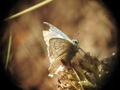 Polyommatus coridon