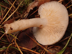 Lactarius vietus