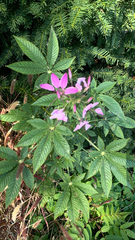 Cleome houtteana