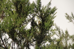 Regulus regulus teneriffae