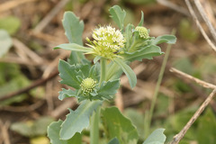 Acicarpha tribuloides