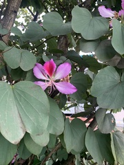 Bauhinia