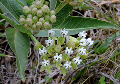 Asclepias mellodora
