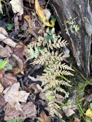 Cystopteris protrusa