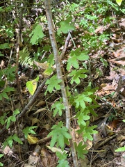Lygodium palmatum