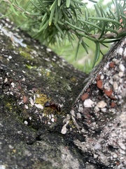 Formicidae