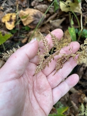 Cystopteris protrusa