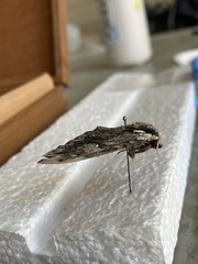 Sphingidae