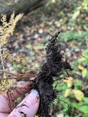 Cystopteris protrusa