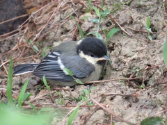 Parus cinereus