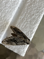 Sphingidae