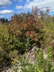 Toxicodendron vernix