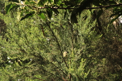 Regulus regulus teneriffae