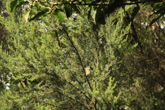 Regulus regulus teneriffae