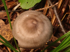 Tephrocybe rancida