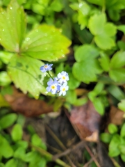 Myosotis sylvatica