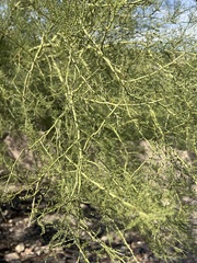 Parkinsonia microphylla