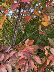 Toxicodendron vernix