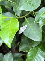 Palpita
