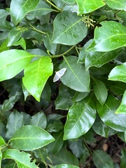 Palpita