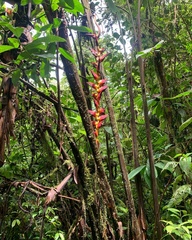 Heliconia pogonantha