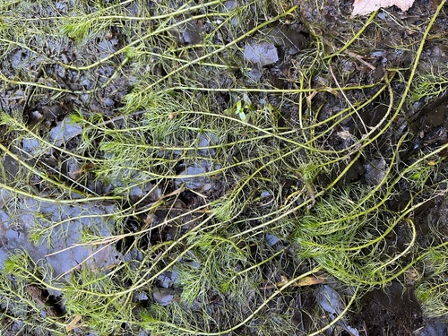 Low watermilfoil (Myriophyllum humile)
