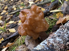Gyromitra infula
