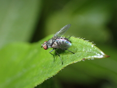 Rondania insularis