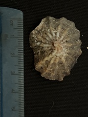 Crucibulum scutellatum