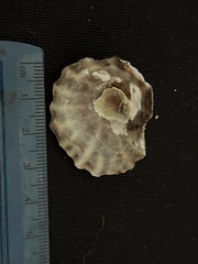 Crucibulum scutellatum