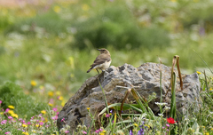 Oenanthe melanoleuca