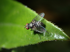 Rondania insularis