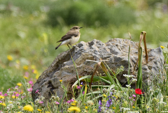 Oenanthe melanoleuca