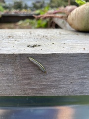 Evergestis rimosalis