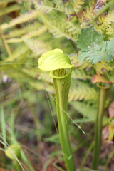 Sarracenia alata