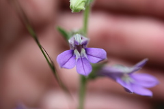 Lobelia reverchonii