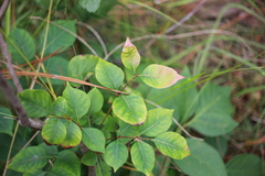 Toxicodendron vernix