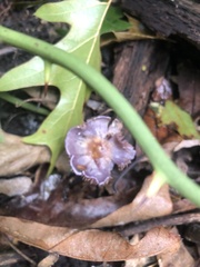 Cortinarius violaceus