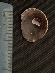Crucibulum