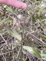 Brassicaceae